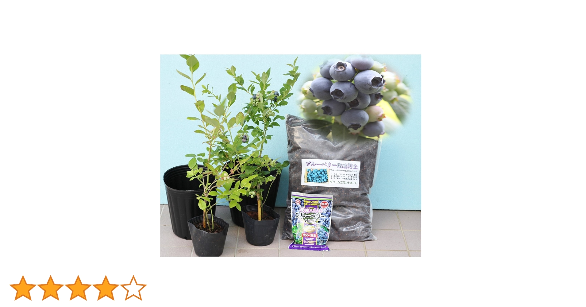 Amazon.co.jp: [初心者]プロにお任せブルーベリー苗木栽培6点セット